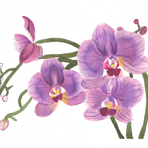 Botanical Watercolour Orchids