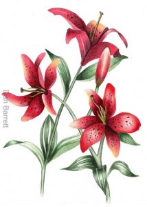 Botanical Artist Watercolour painting of red lilies. Botanical Art. Botanical Watercolours