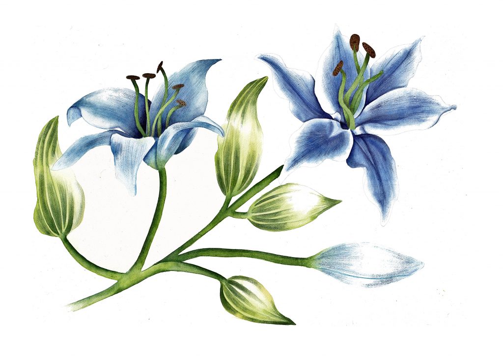 Blue Lilies in Watercolour