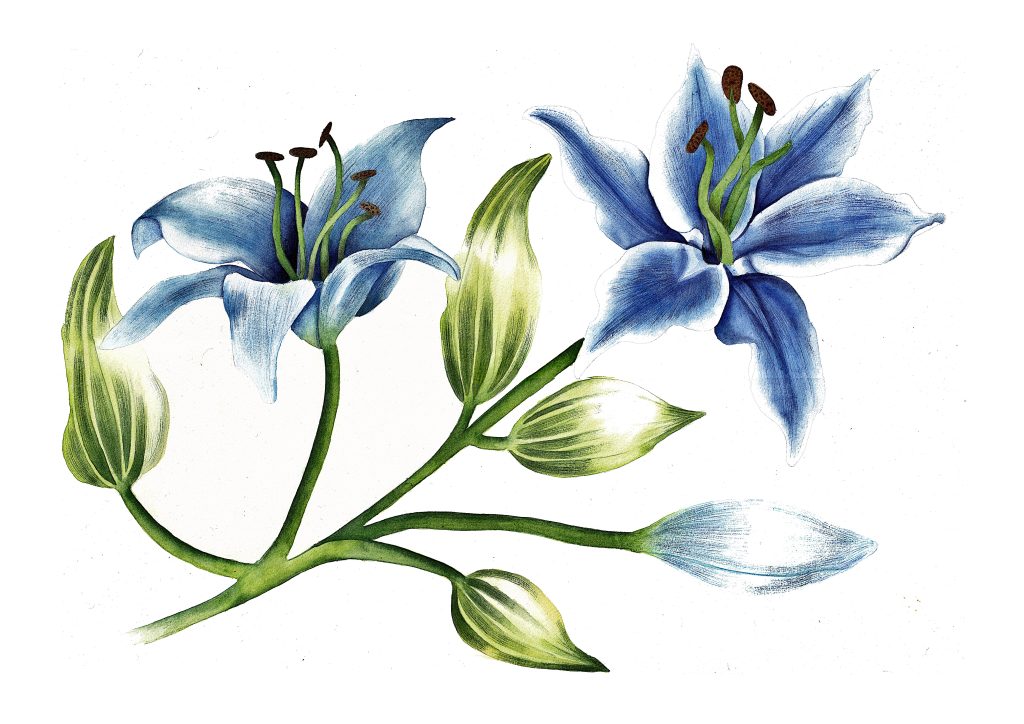 Work of Botanical Artist Dan Barrett. Botanical art complete with watercolor paint demonstrating botanical art techniques