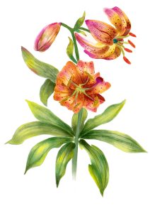 QoR Watercolours Review