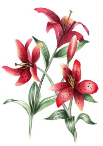 Watercolour painting of a red lily in botanical art style